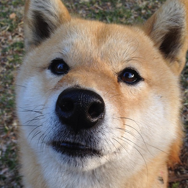 开云体育APP下载-绿茵与疆土，征服的艺术—论赖斯的进攻统治与芬兰的地缘制衡