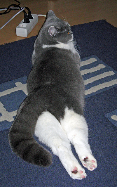 双重红牛，双重奏，当足球的闪电战遇上赛道的极速统治